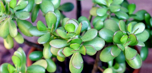 Crassula Bakm