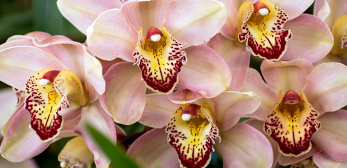 Cymbidium Orkide