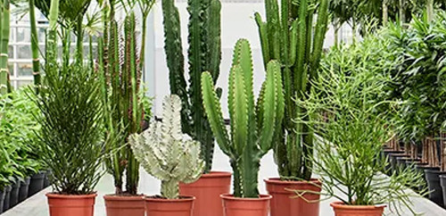 Euphorbia Bakm