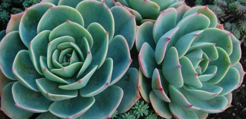 Fenomen Sukulent Echeveria