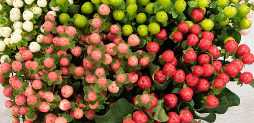 Hypericum Hakknda