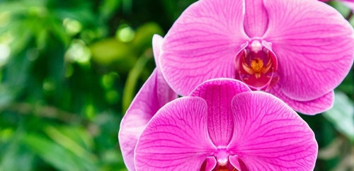 Phalaenopsis Orkide Bakm