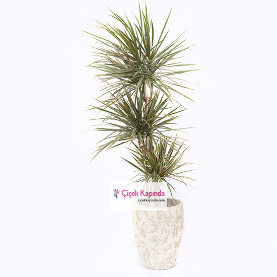 Dracaena Marginata Bi Color