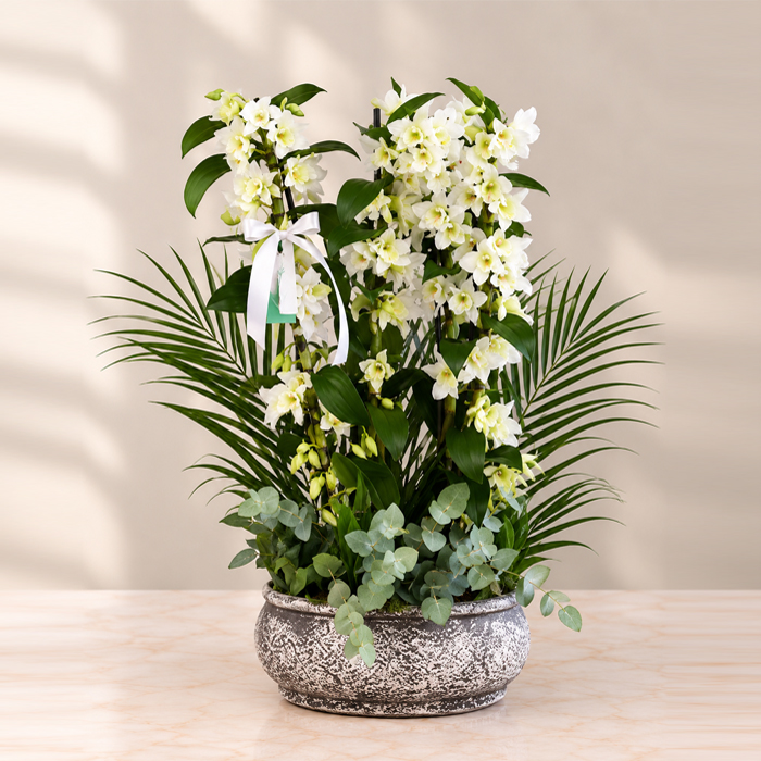 4 Dallı Beyaz Dendrobium Orkide fuar açılış çiçeği
