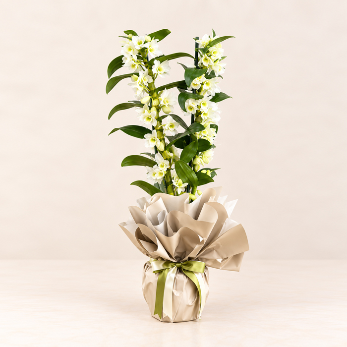 Beyaz Dendrobium Orkide istanbul fuar merkezi çiçek