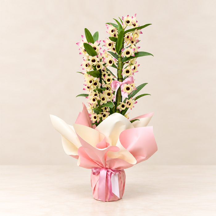 Dendrobium Orkide fuar çiçeği