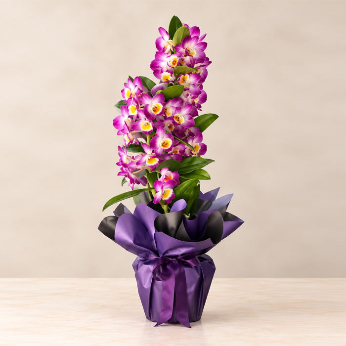 Mor Dendrobium Orkide fuar çiçeği