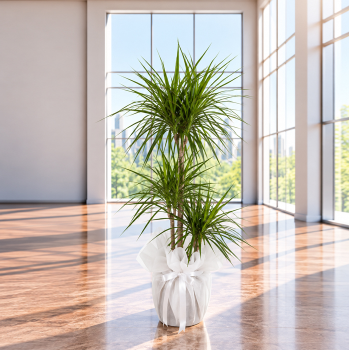 3lü Dracena Marginata
