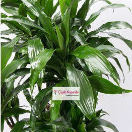 İthal Dracaena Saksı Bitkisi - 2