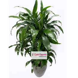 İthal Dracaena Saksı Bitkisi - 3