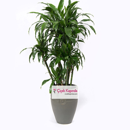 İthal Dracaena Saksı Bitkisi