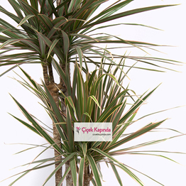 Dracaena Marginata Bi Color - 2