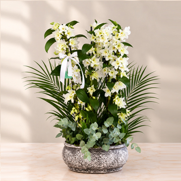 4 Dallı Beyaz Dendrobium Orkide fuar açılış çiçeği