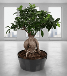Bonsai Çiçek