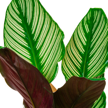 Calathea Sanderiana - 2