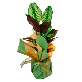 Calathea Sanderiana