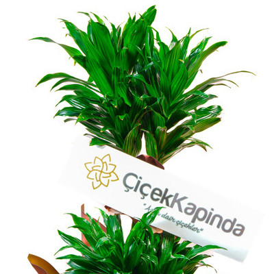 Dracaena Compacta - 2