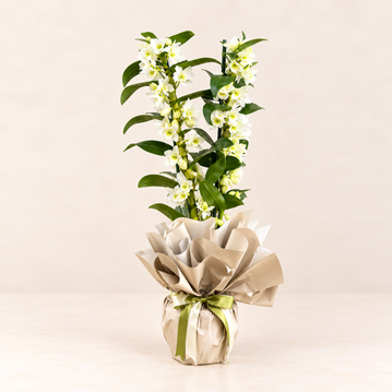 Beyaz Dendrobium Orkide istanbul fuar merkezi çiçek