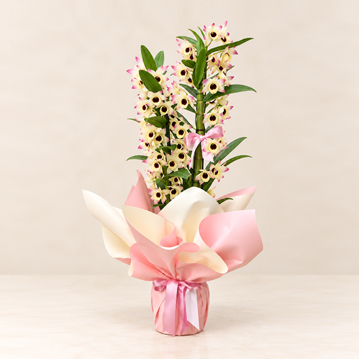 Dendrobium Orkide fuar çiçeği