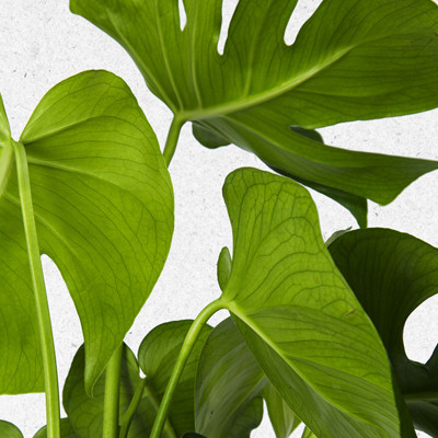 Devetabanı Monstera - 2