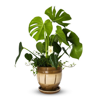 Devetabanı Monstera
