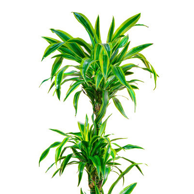Dracena Lemoon Üçlü - 2