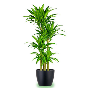 Dracena Massengena Saksı Çiçeği