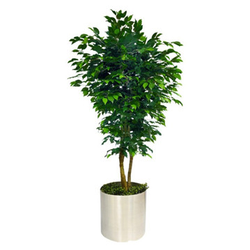 Ficus Benjamin Saksı Çiçeği