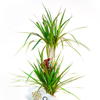 Dracena Marginata İkili - 2