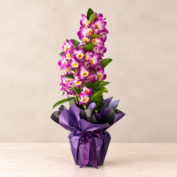 Mor Dendrobium Orkide fuar çiçeği