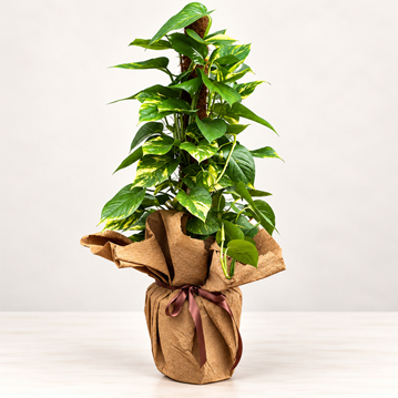 Sarmaşık Pothos Çiçeği