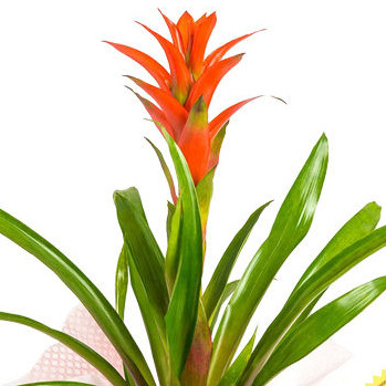 Tüyap Fuarına Saksı Çiçeği Guzmania Gönderin - 2