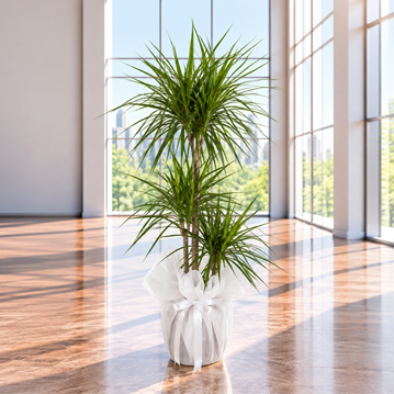3lü Dracena Marginata